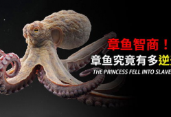 八爪鱼视频,探索无限创意的视觉盛宴